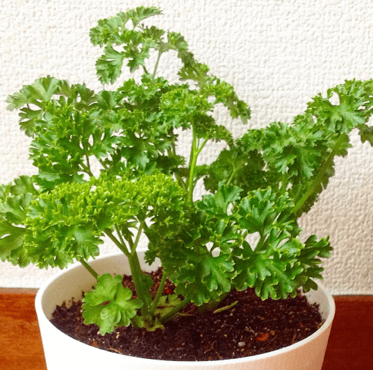 parsley10