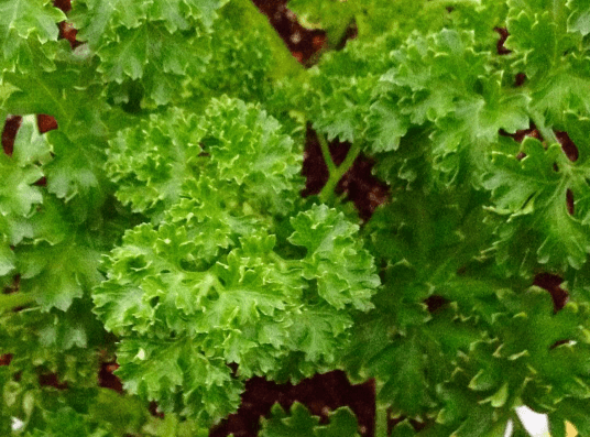 parsley8
