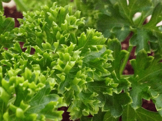 parsley9